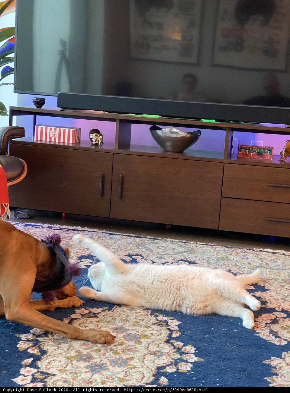 Furry Friends at Play