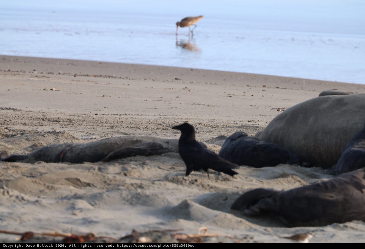 Skua Among Elephant Seals at Drakes Beach