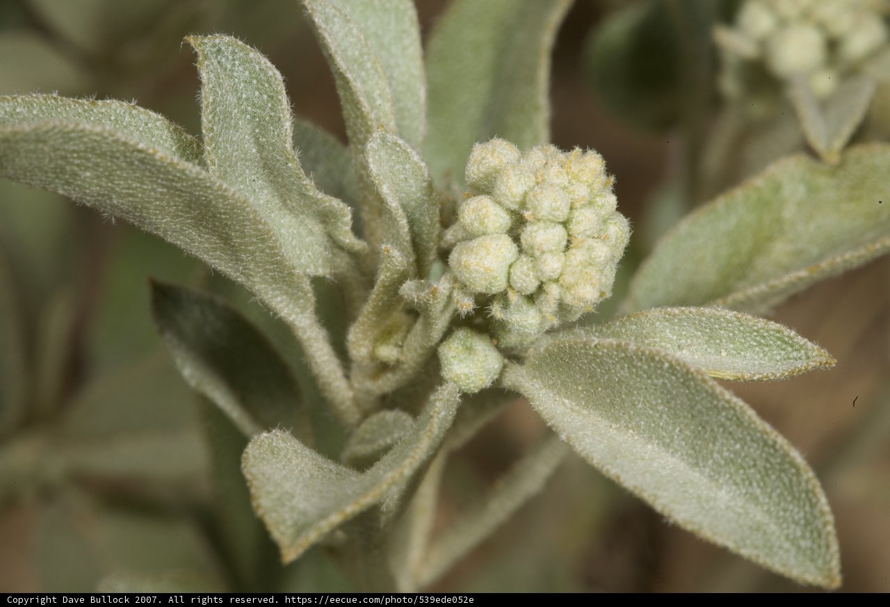 Close-up of Amaranthaceae plant with white flowers