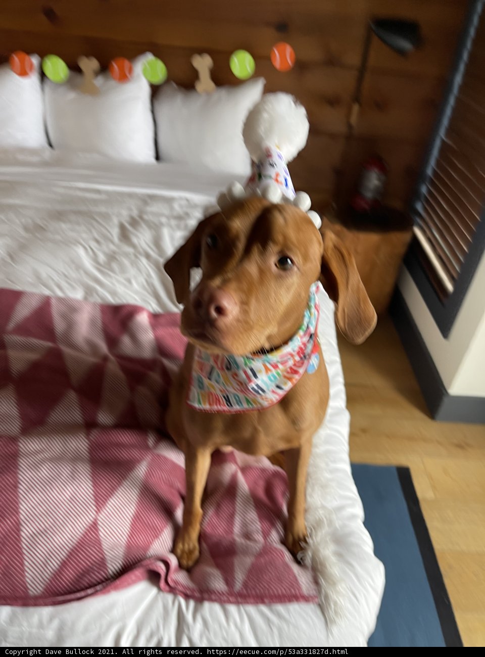 Birthday Pup on Cozy Bed