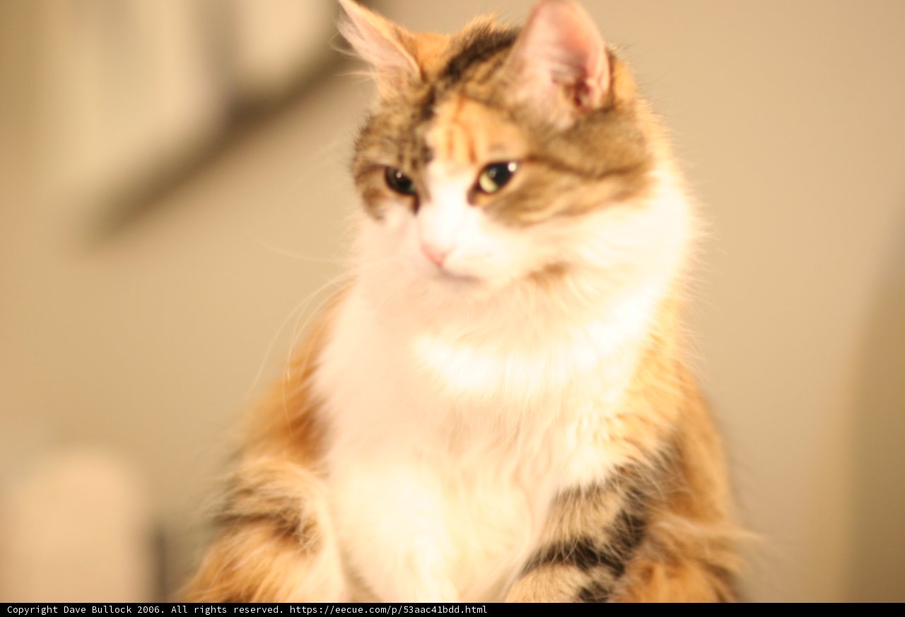 Feline Beauty