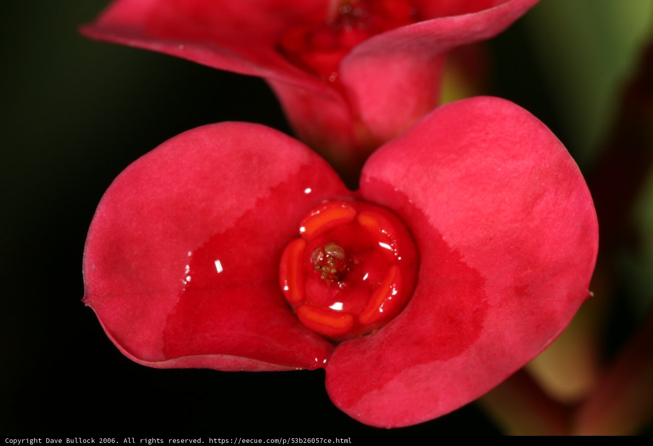 Vibrant Red Begonia Blossom with Dewy Droplets