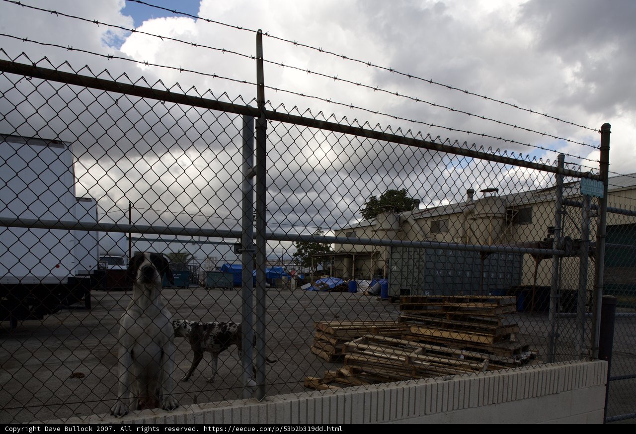 Curious Canine at the Fence