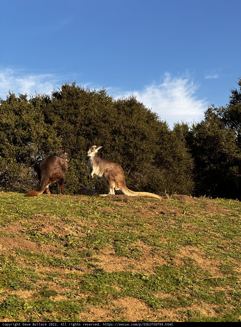 Kangaroos on the Hill