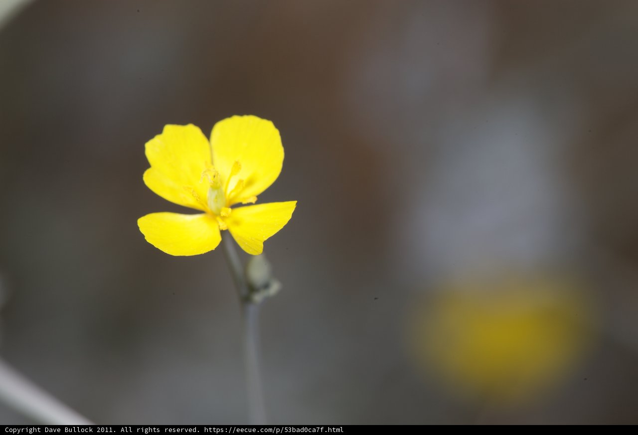 Solitude in a Sea of Flora