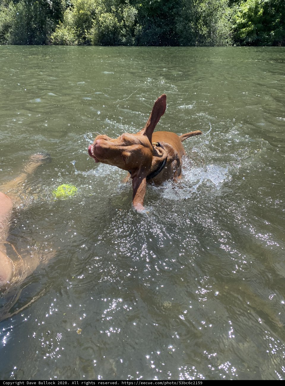Splashin' and Dashin' with Vizsla