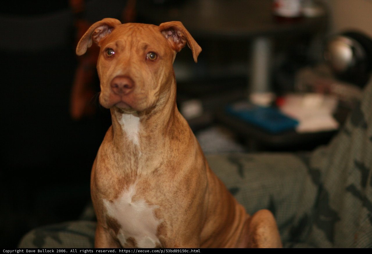 Comfy Canine Couch Companion