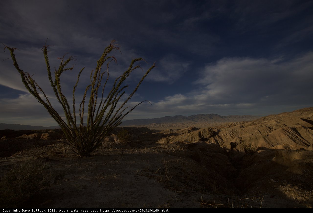 Majestic Cactus in the Desert Landscape