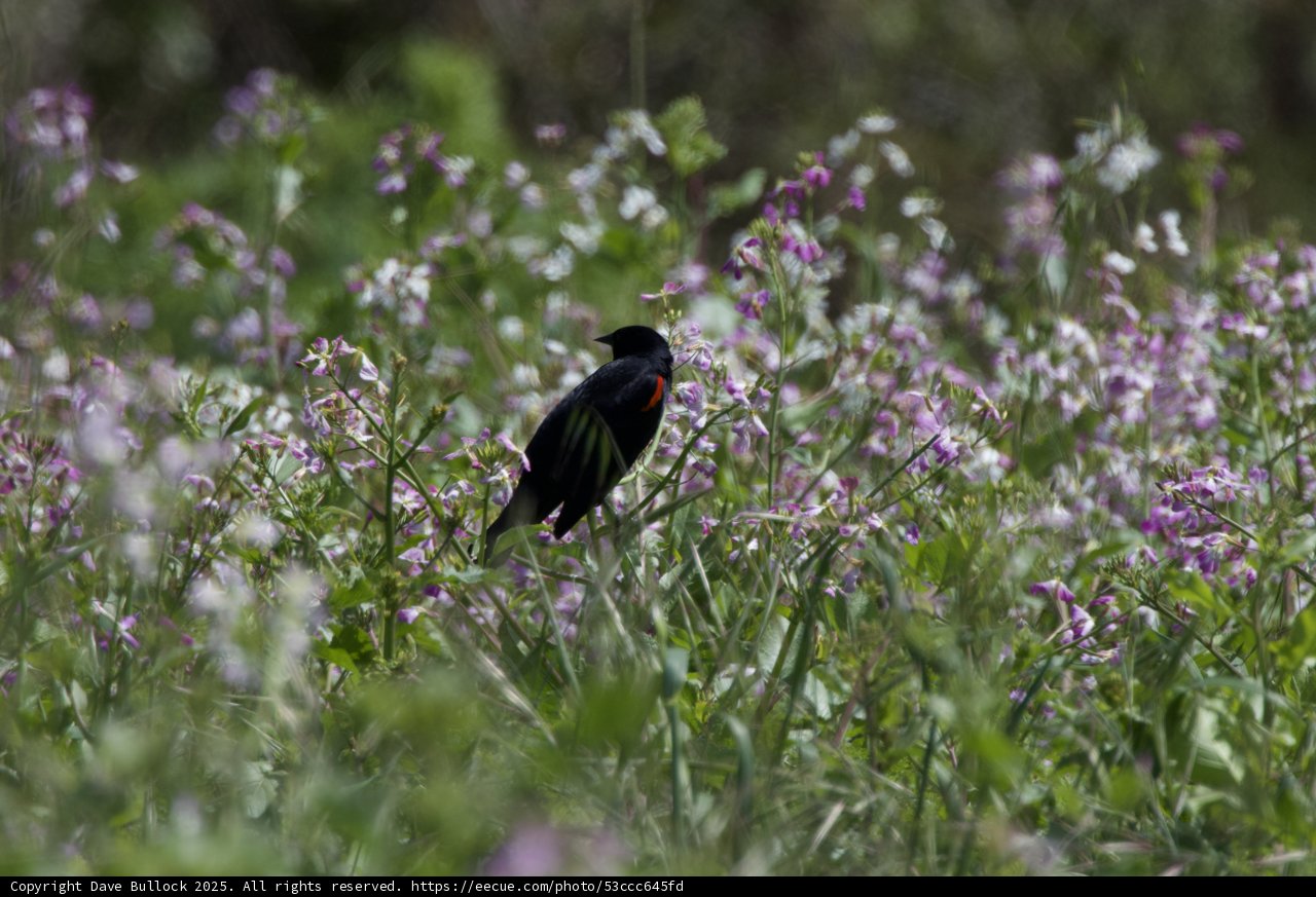 A Serenade in Purple
