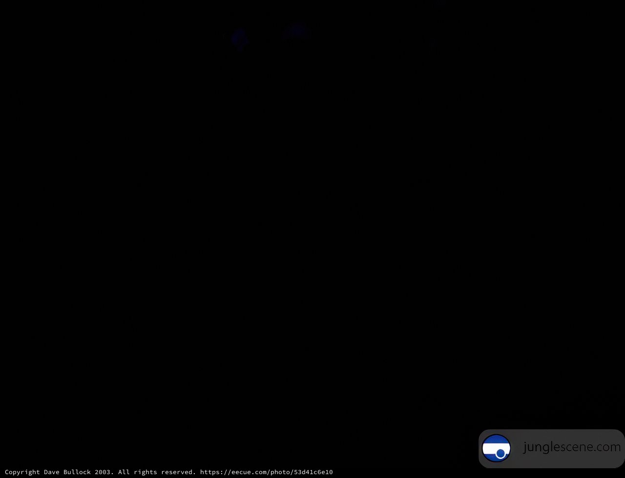 Blue Light in the Dark