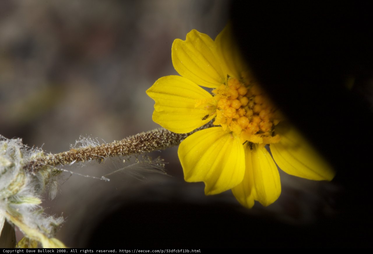 Sunny Daisy