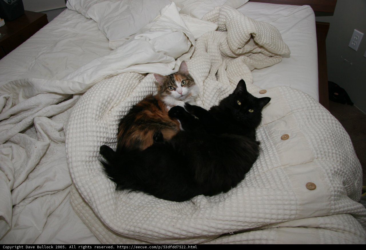 Double Trouble on the Bed
