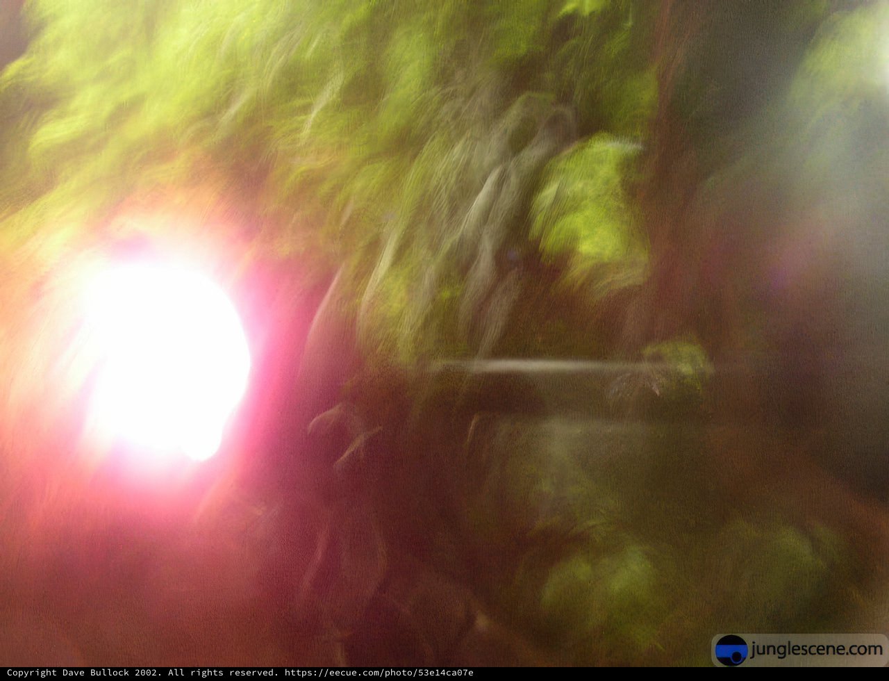 Flare of Light Through the Woodland