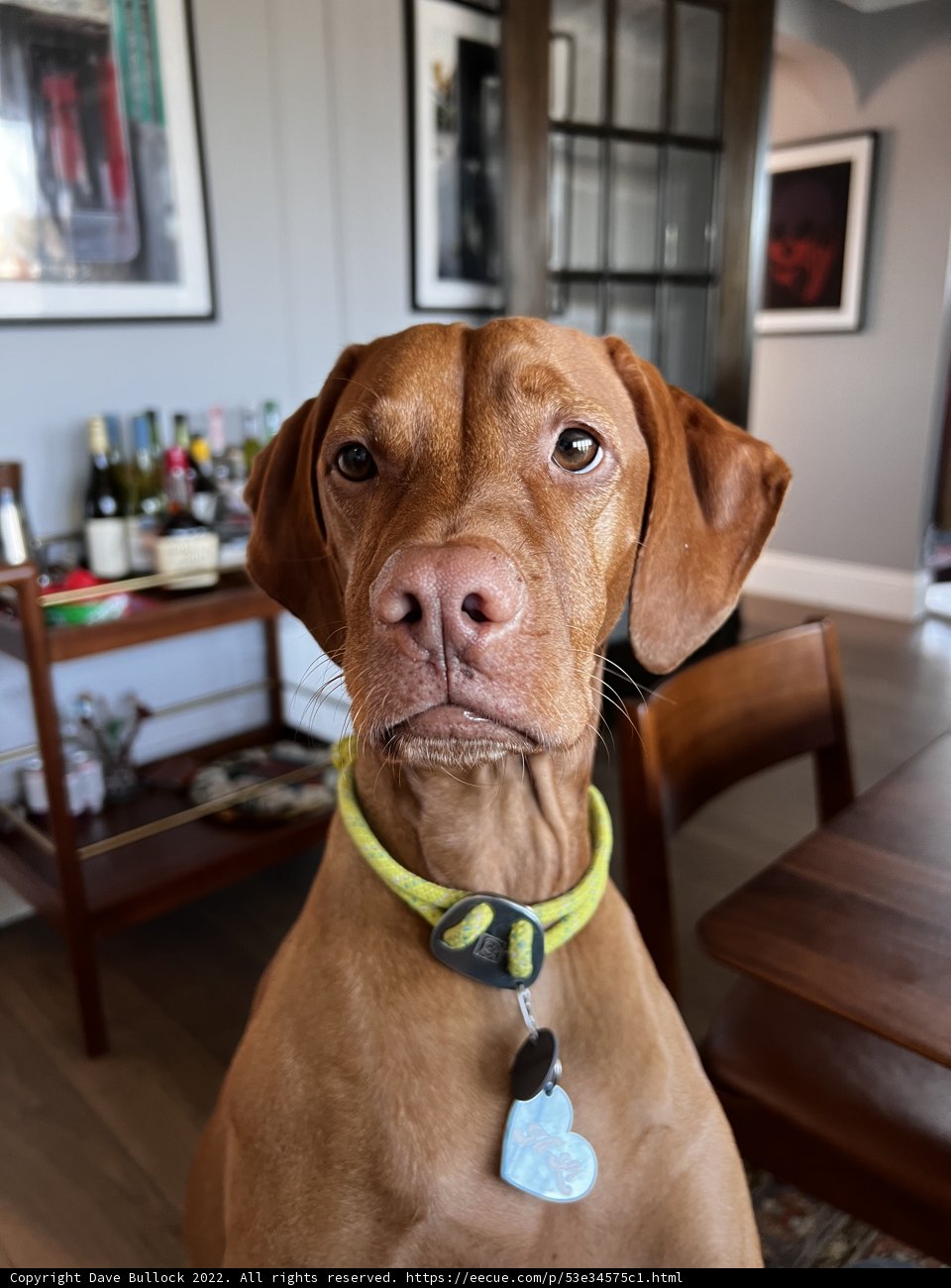 Canine Companion in a Wood-Framed Room