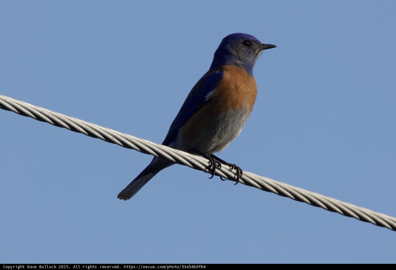 Perched Majesty