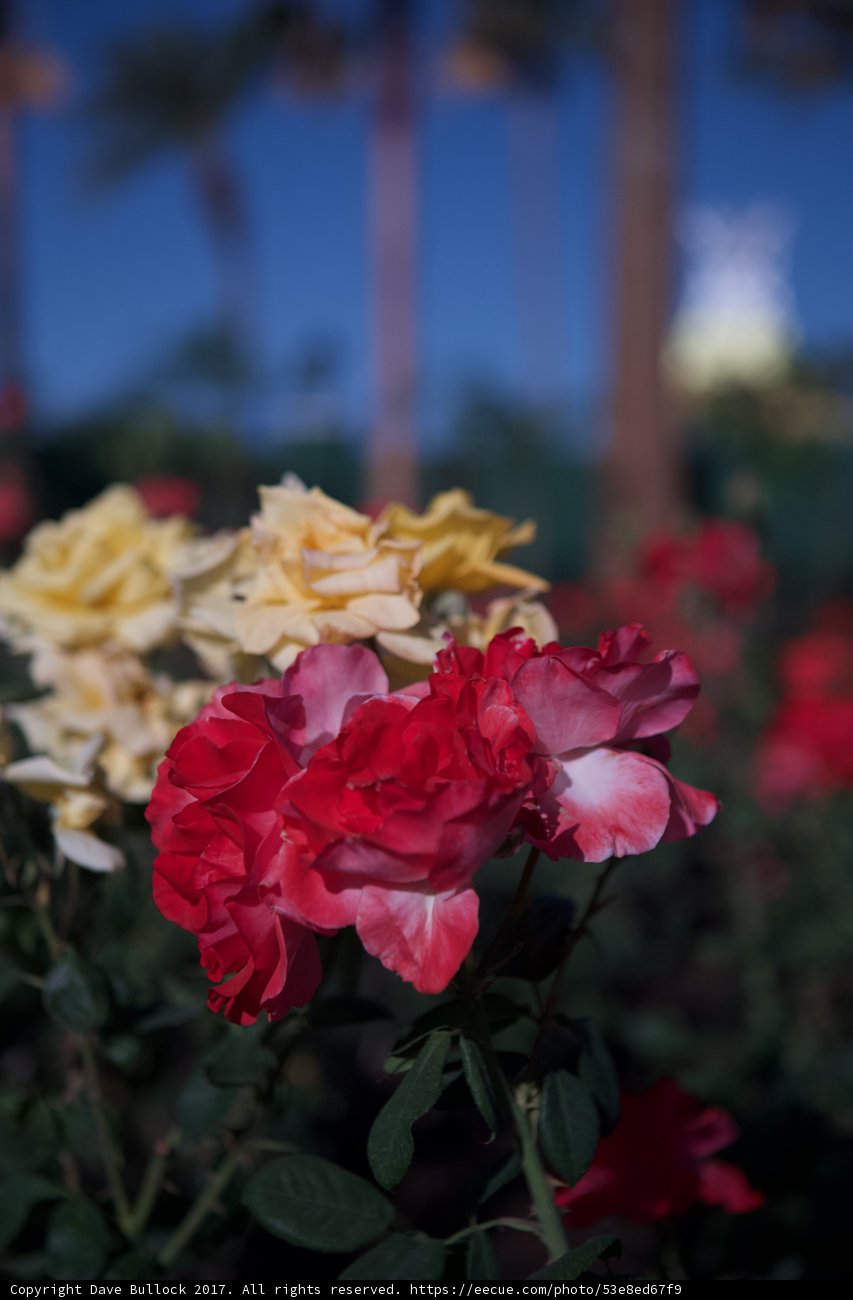Blooming Roses at the Happiest Place on Earth
