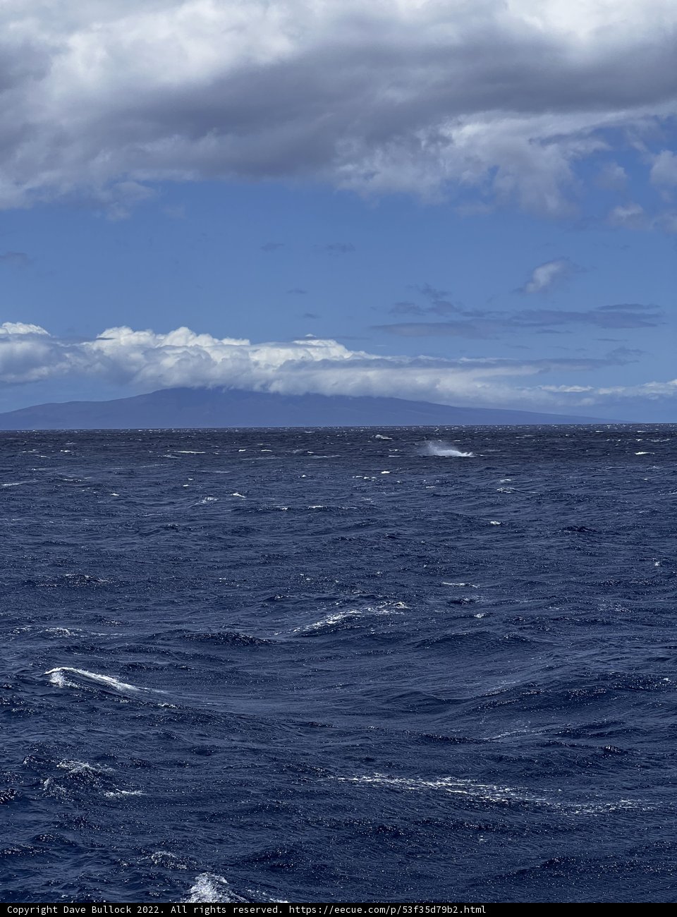 Majestic Whale in Hawaiian Waters
