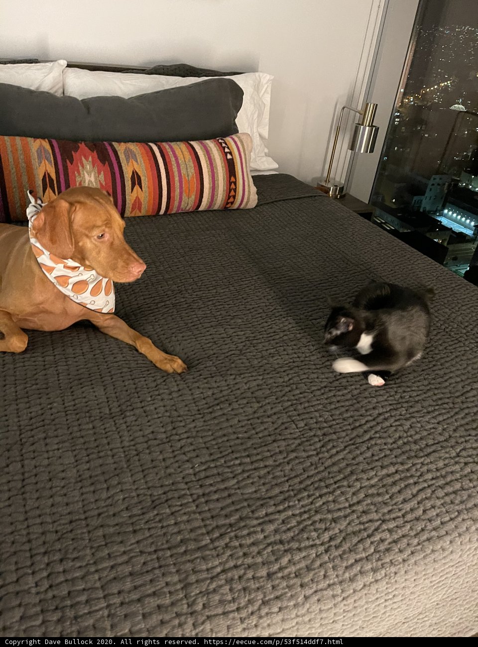 Buddies on the Bed