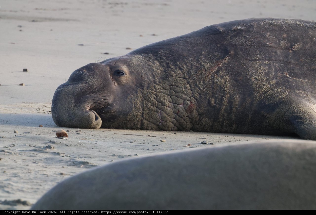 Elephant Seal Resting on Sandy Beach at Dusk