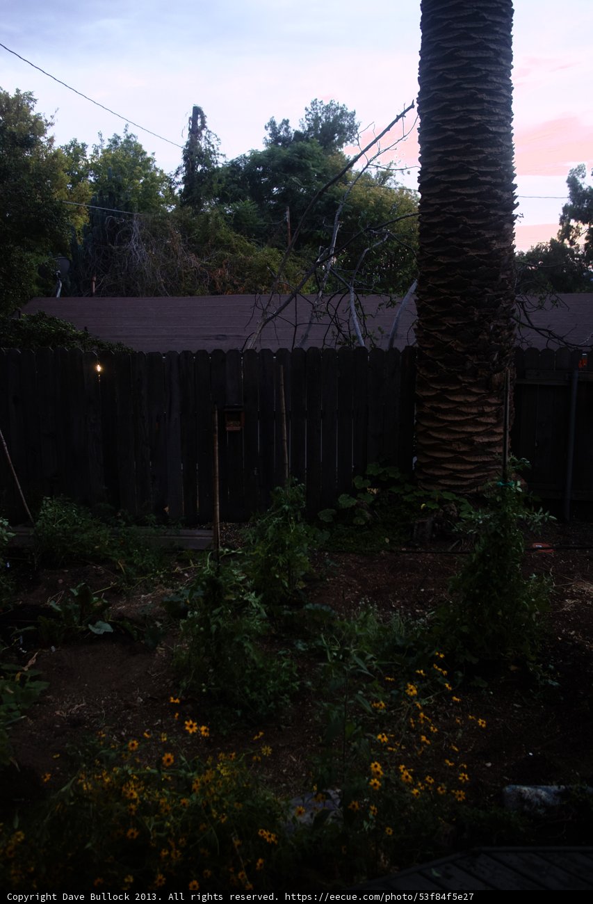 Majestic Palm Tree in Backyard Oasis