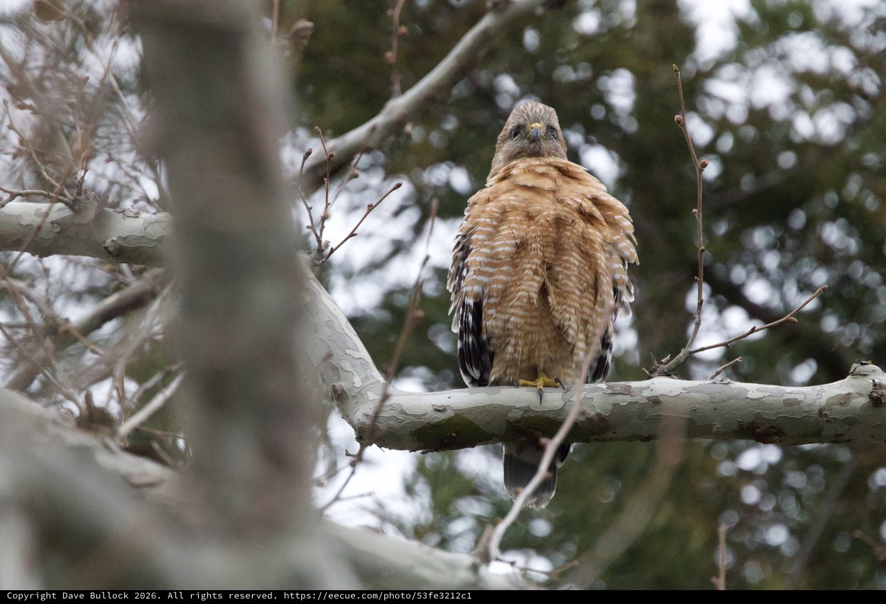 Red-shouldered Hawk Perched in Winter Tree