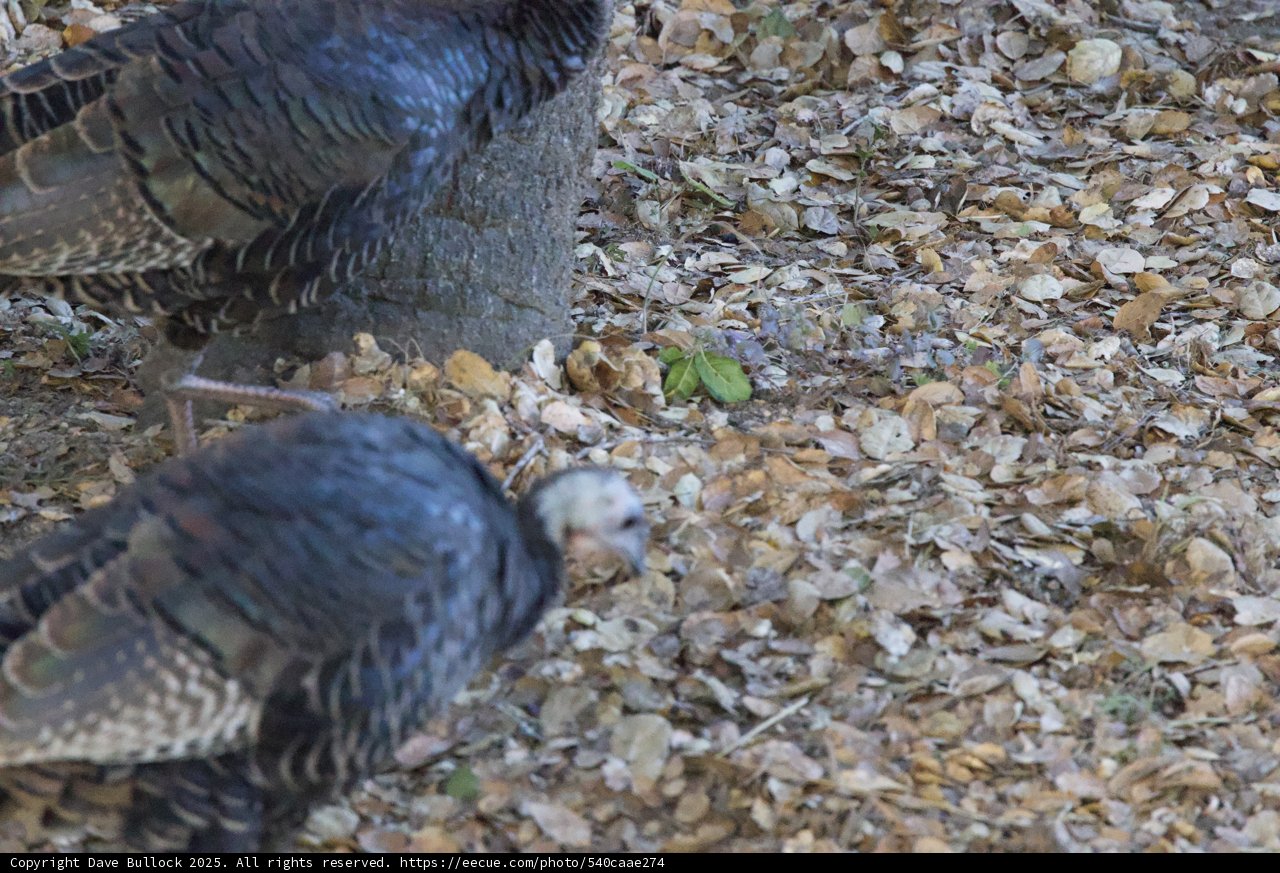 Turkeys Among the Leaves