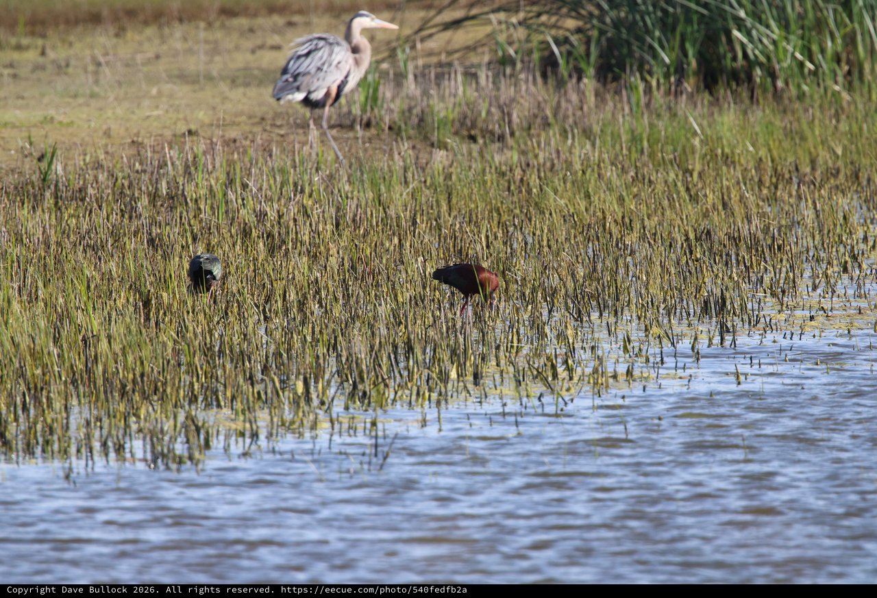 Herons Foraging in Flooded Wetland Grasslands at Dusk