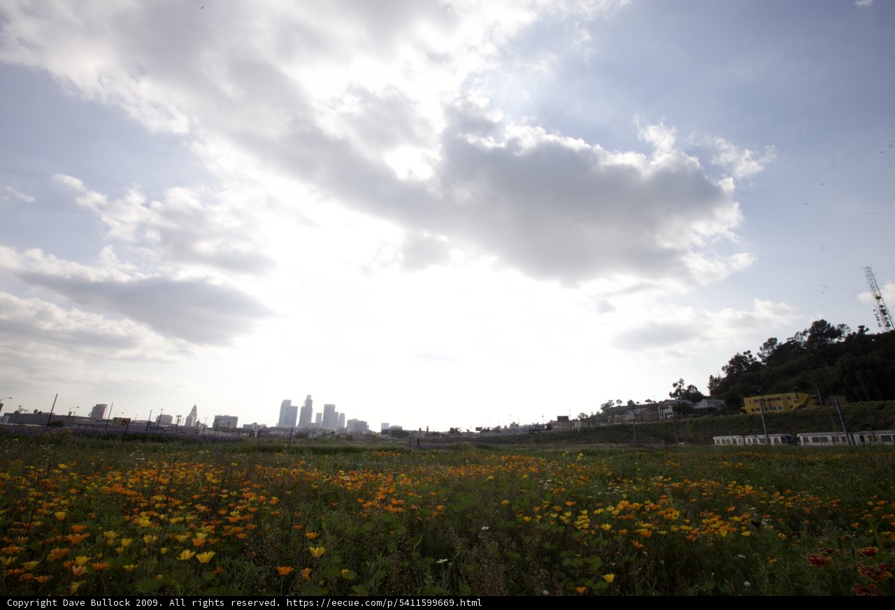Urban Wildflowers