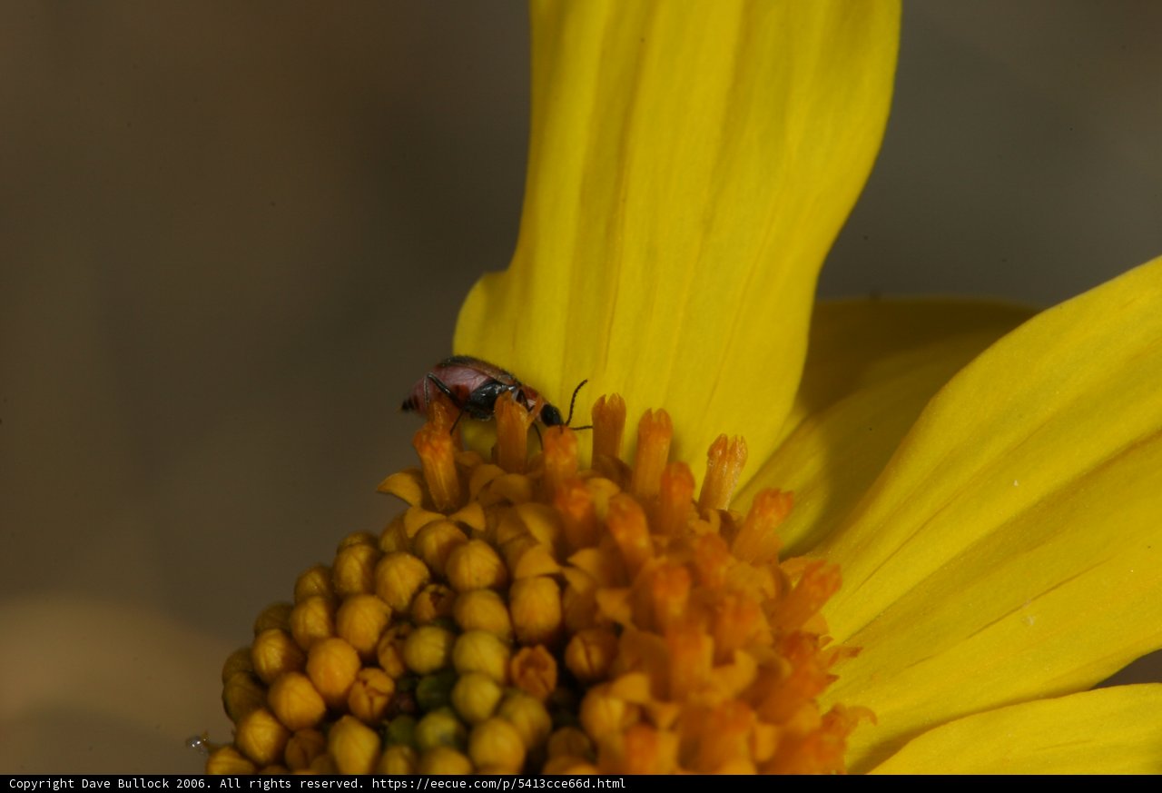 Buzzing atop a Daisy