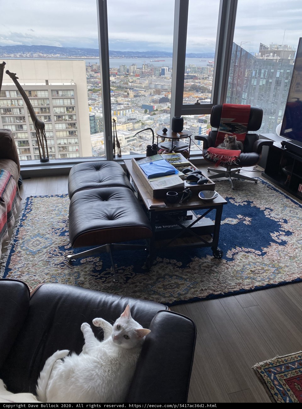 Cozy Living Room with Feline Friends