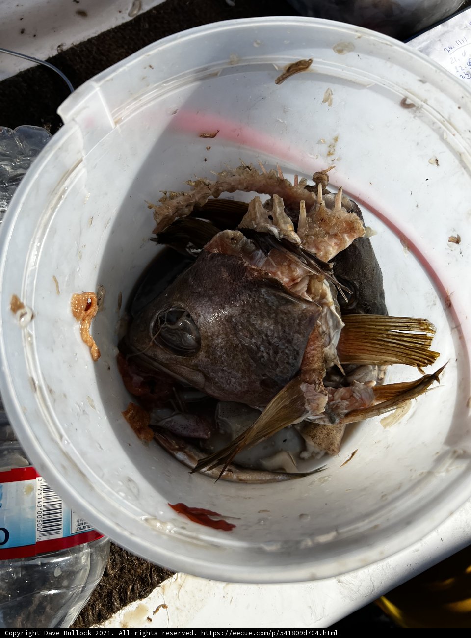 A Bucketful of Gulf of Farallones Catch