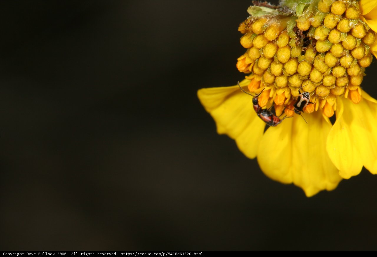 Ladybug Amongst the Pollen on a Yellow Flower