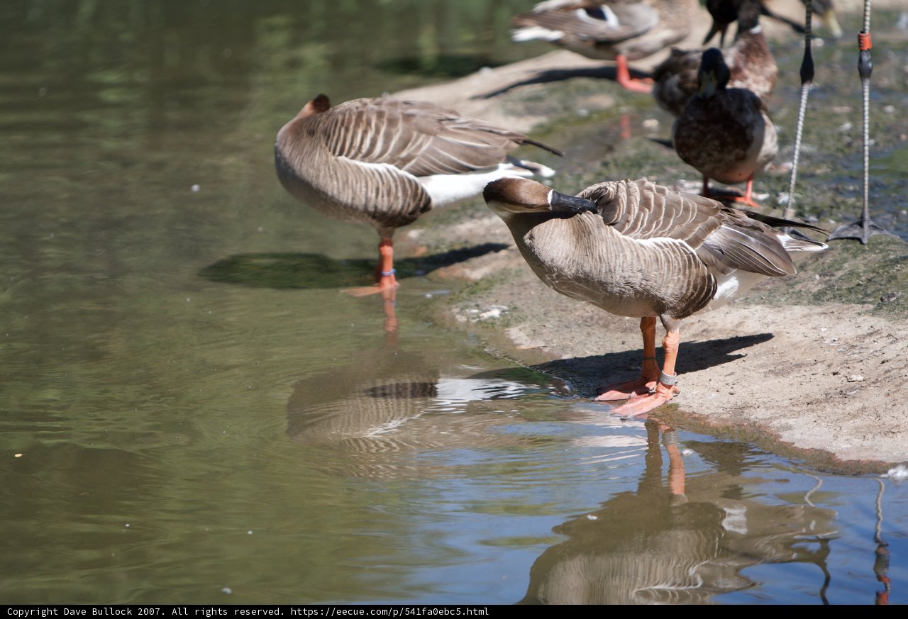 Flock of Ducks by the Pond