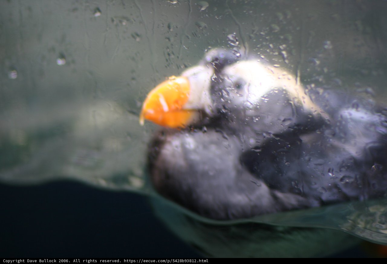 Puffin diving for its meal