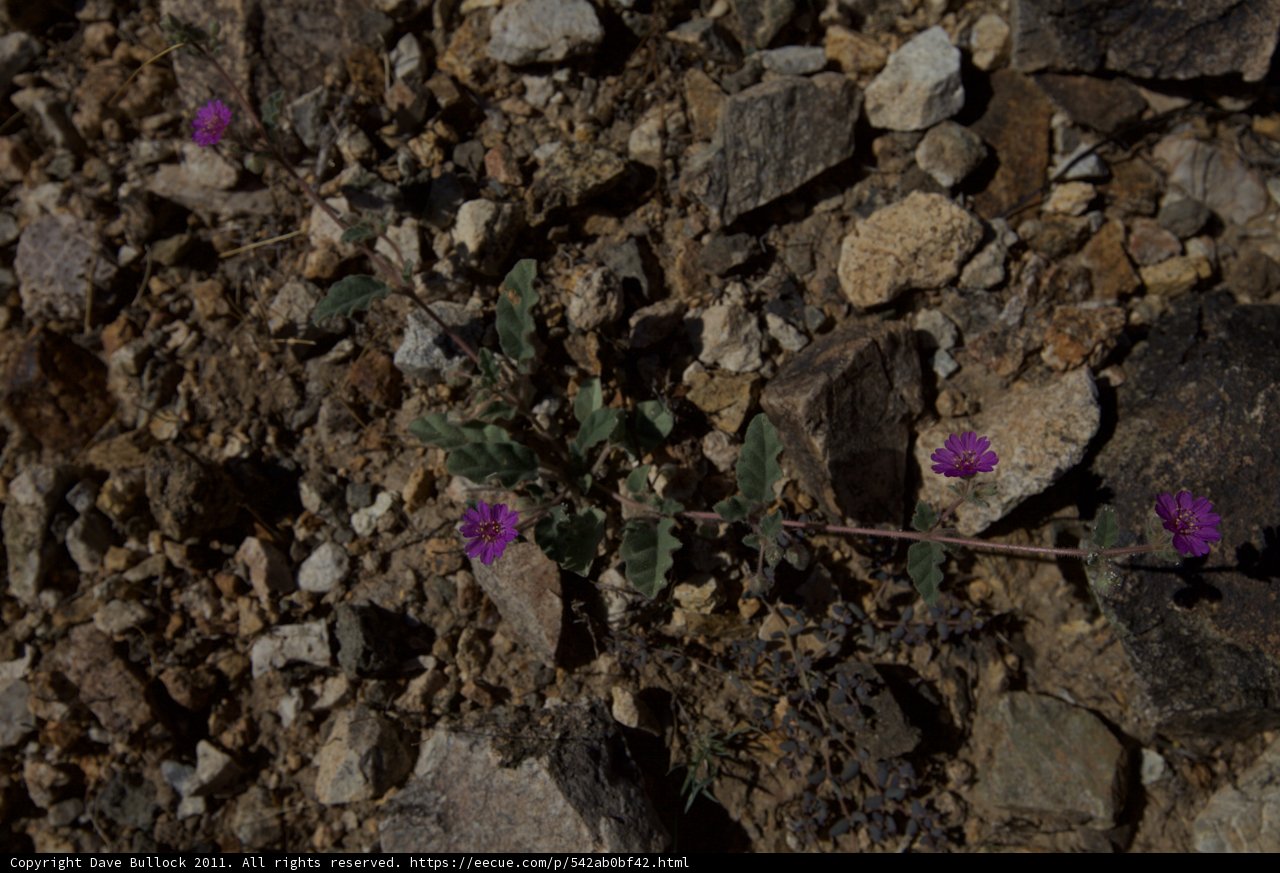 Purple Flowers Blooming in Rocky Terrain