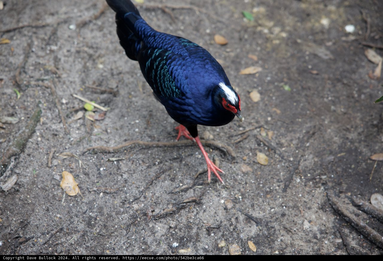 Vibrant Vignette: The Red-Beaked Blue Bird