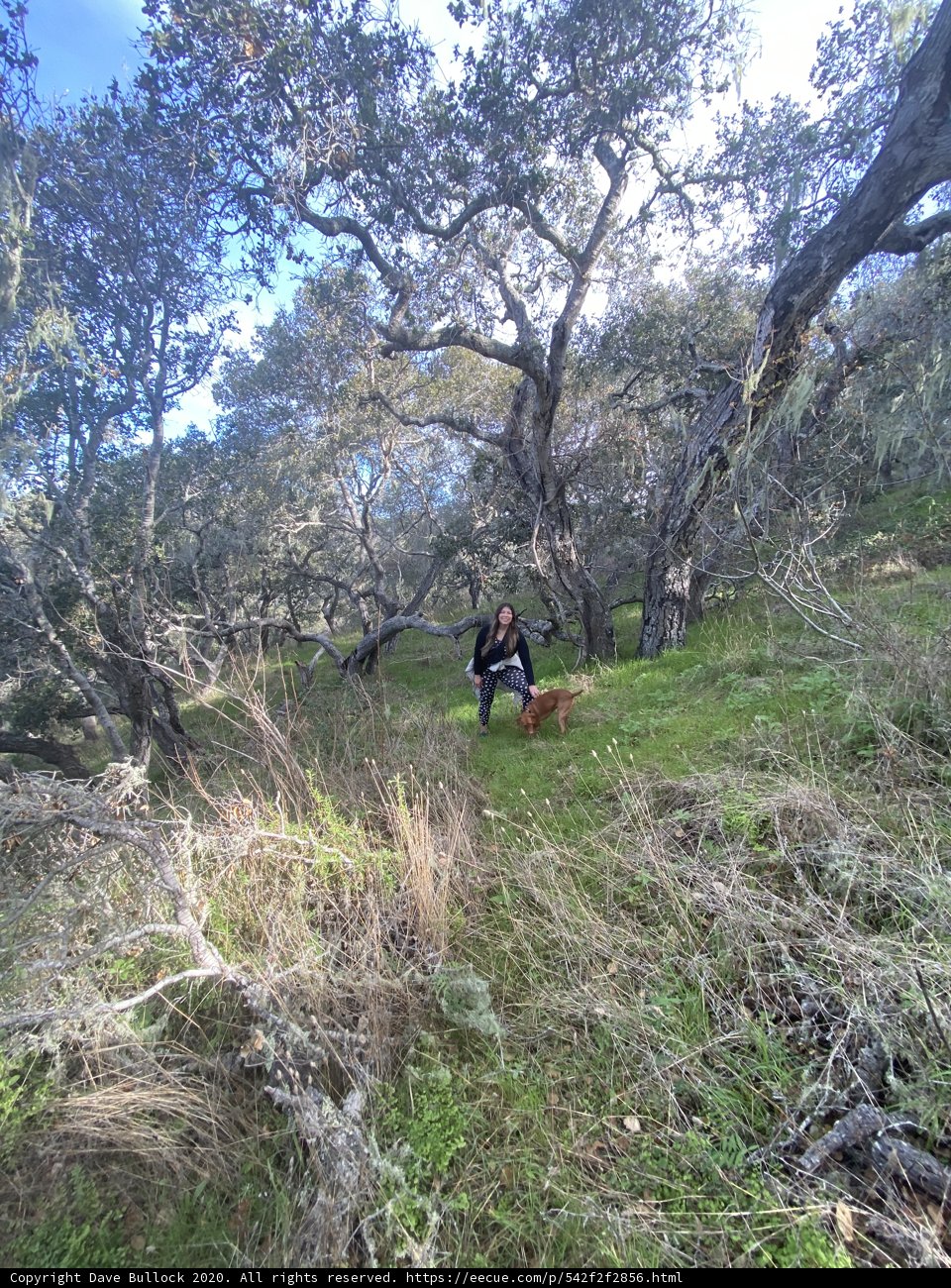 Solitude in the Woods