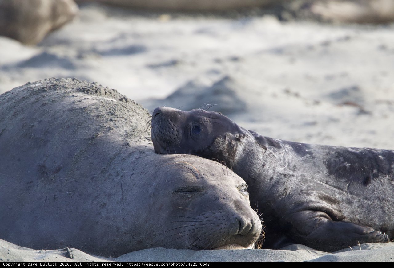 Elephant Seal Mother and Pup Resting on Beach