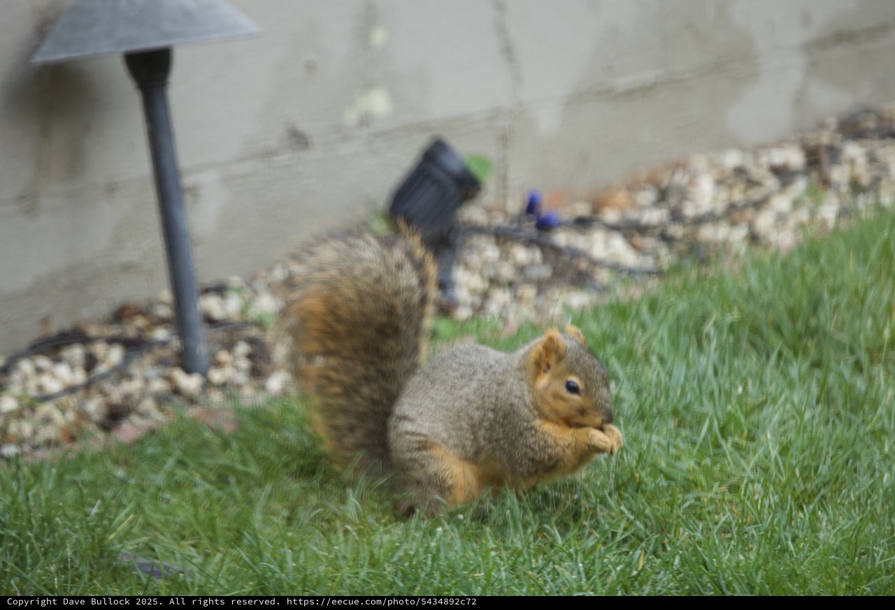Fox Squirrel Eating on Suburban Lawn During Christmas Season