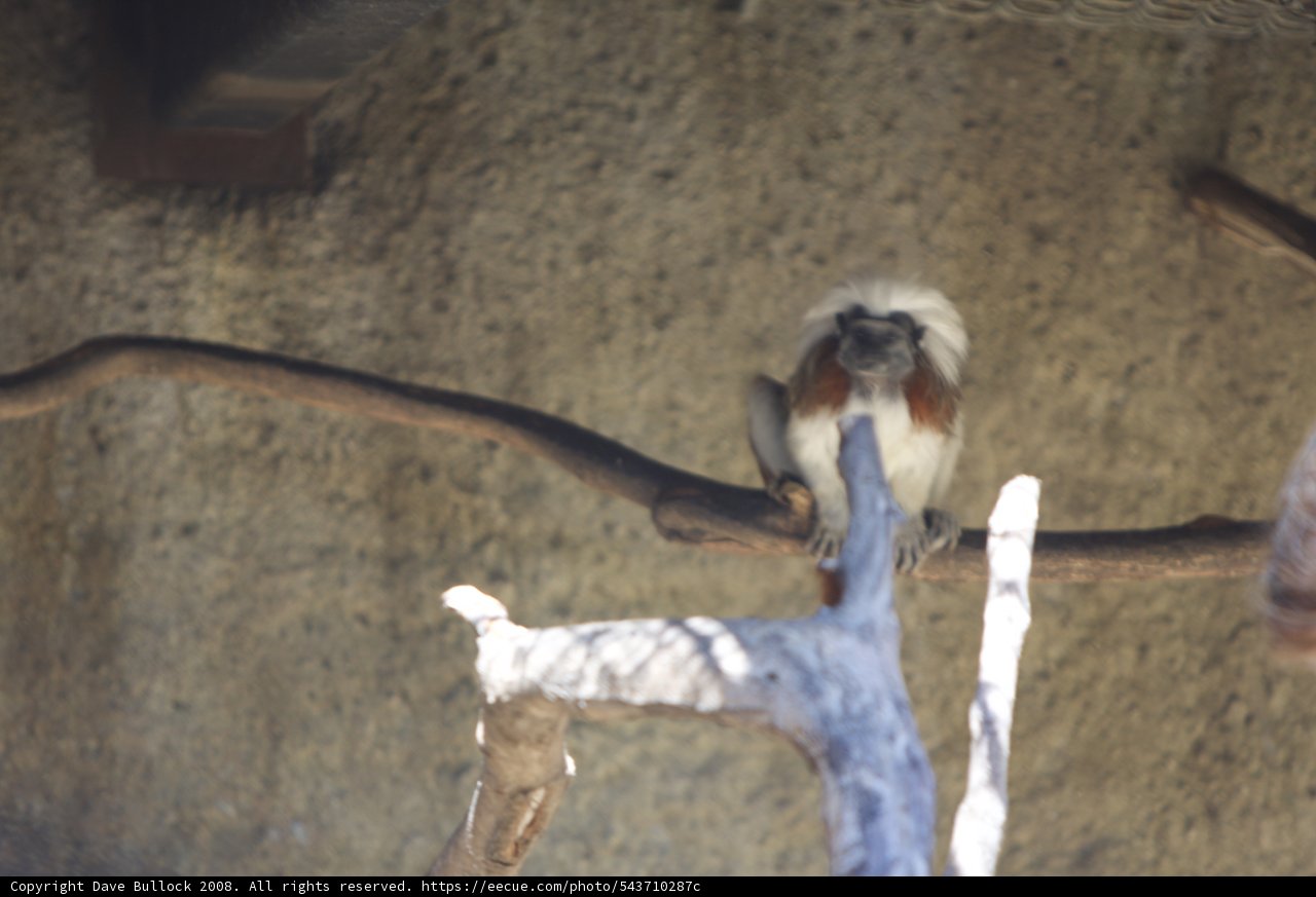 Monkeying Around at the Zoo