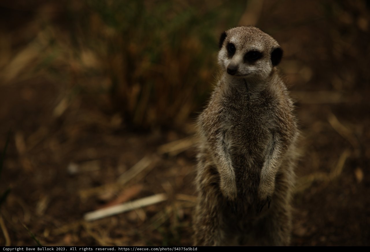 Alert Meerkat at Oakland Zoo