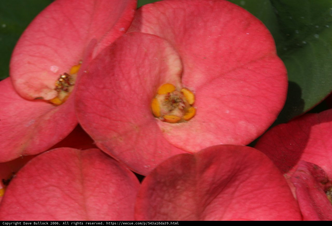 Pink Flowers with Yellow Centers