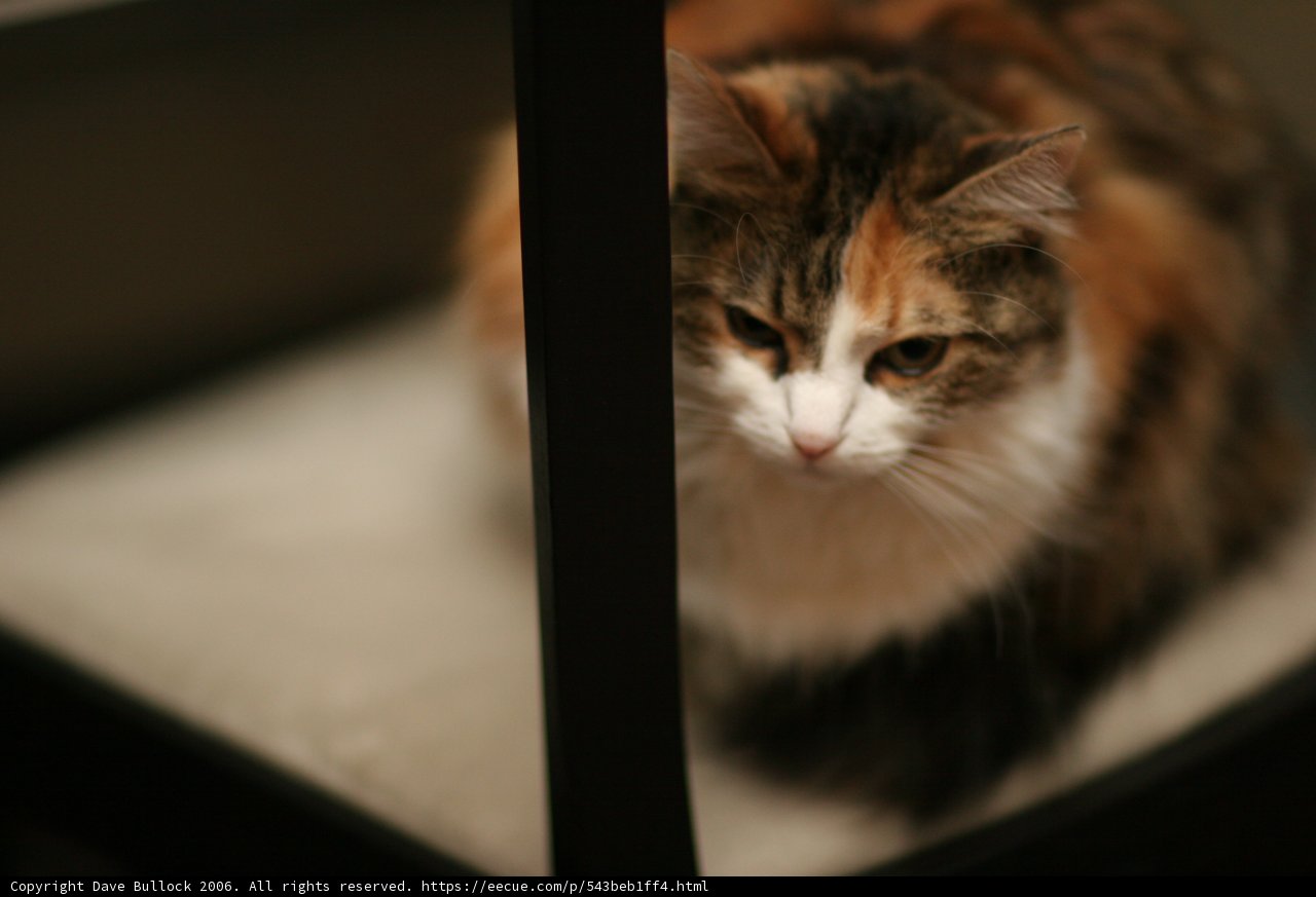 Calico Cat Resting on Bed