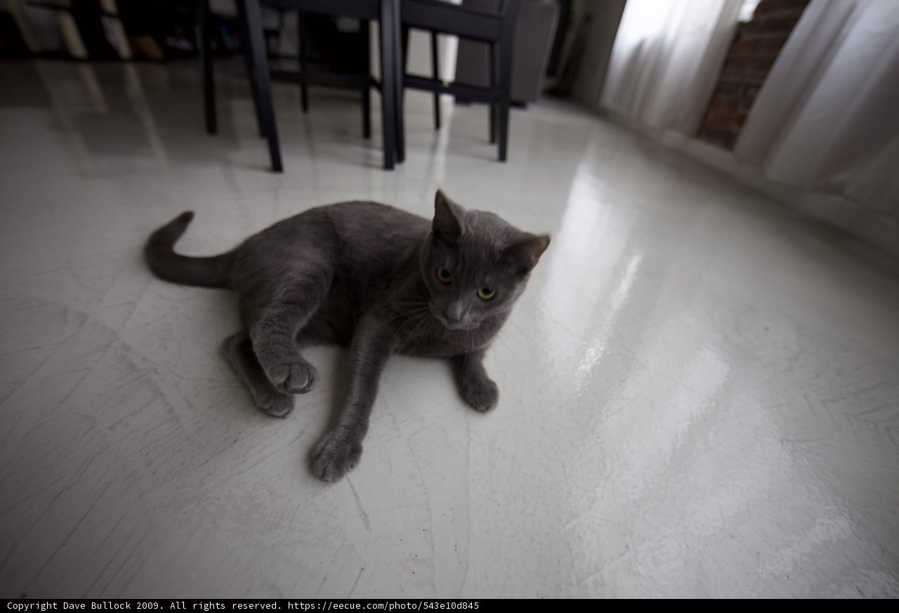 Resting on the Hardwood Floor