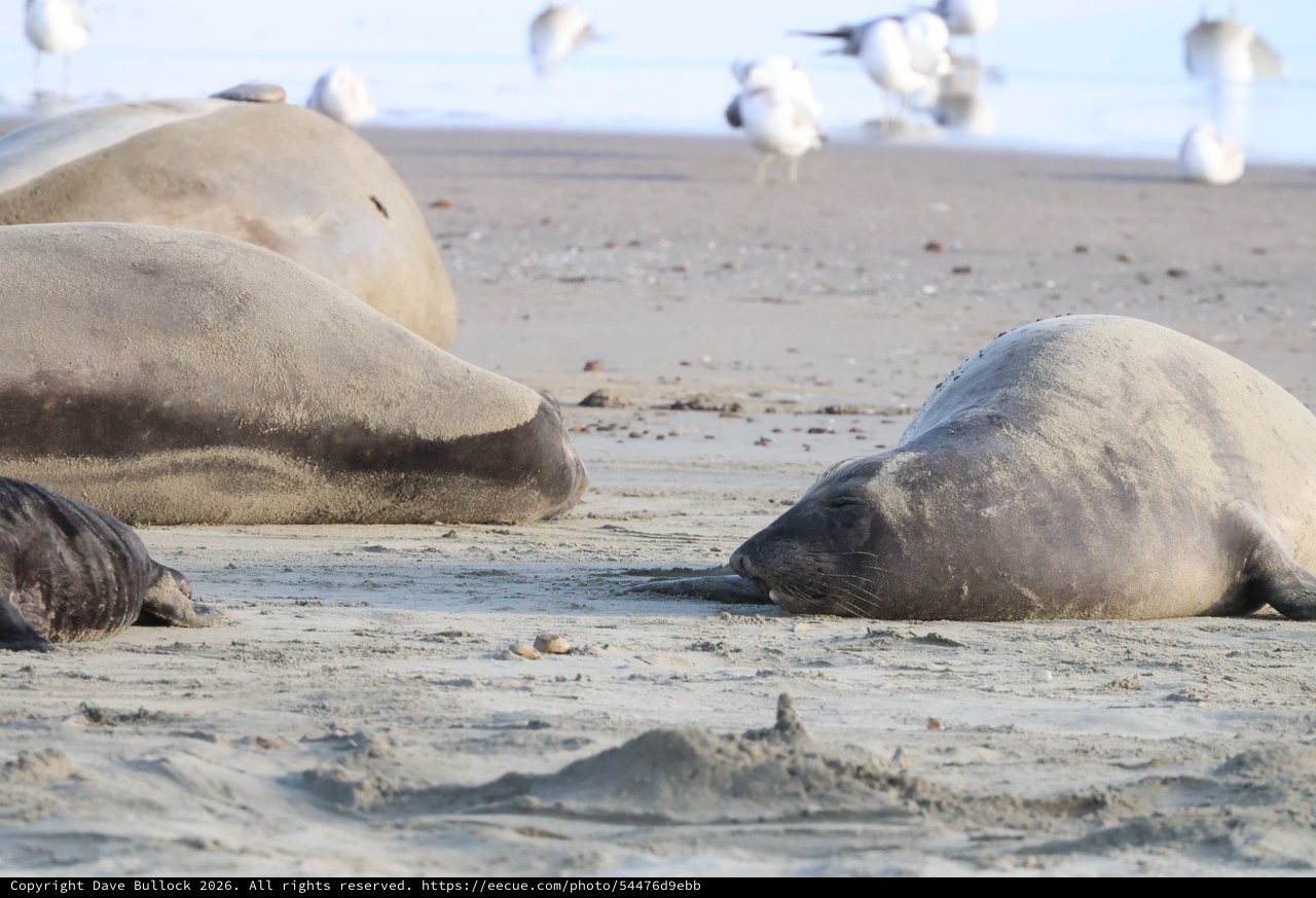 Elephant Seals Resting on Drakes Beach Shore