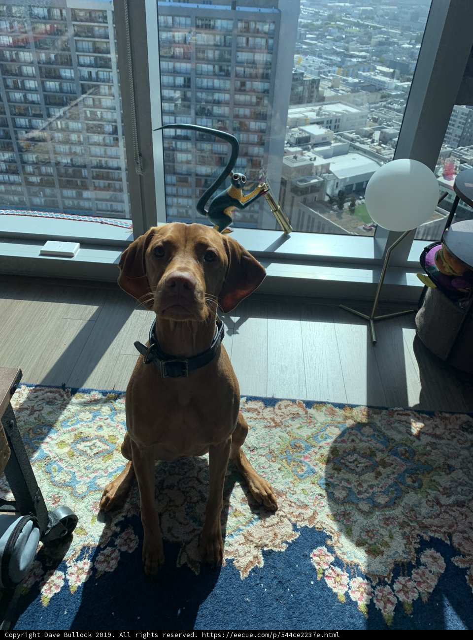 Hound at Home