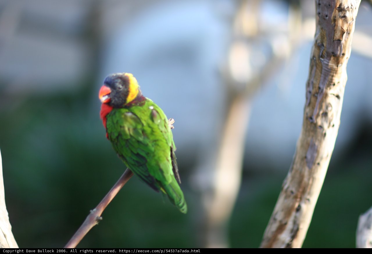 Vibrant Parakeet on a Branch