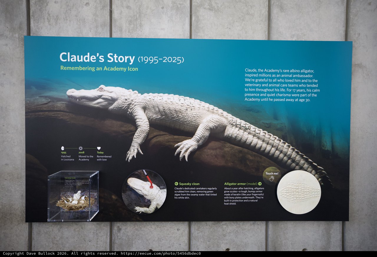 Memorial Exhibit for Claude the Albino Alligator