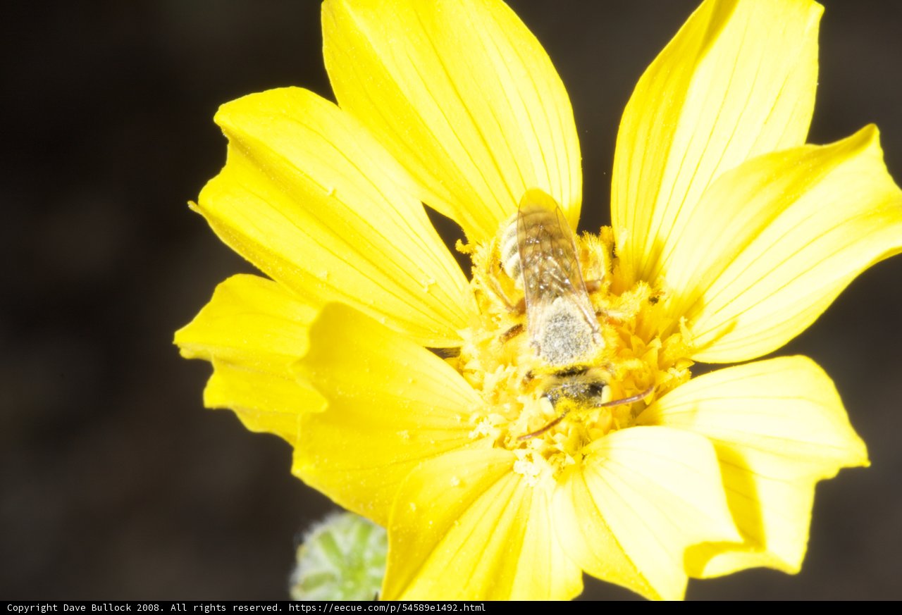 Busy Bee on a Sunny Day