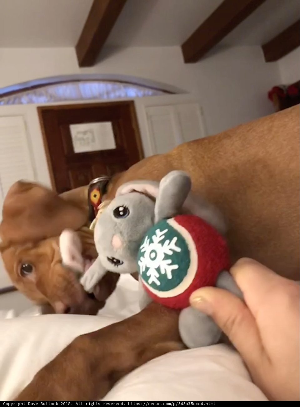 Snuggled Up with My Favorite Toy
